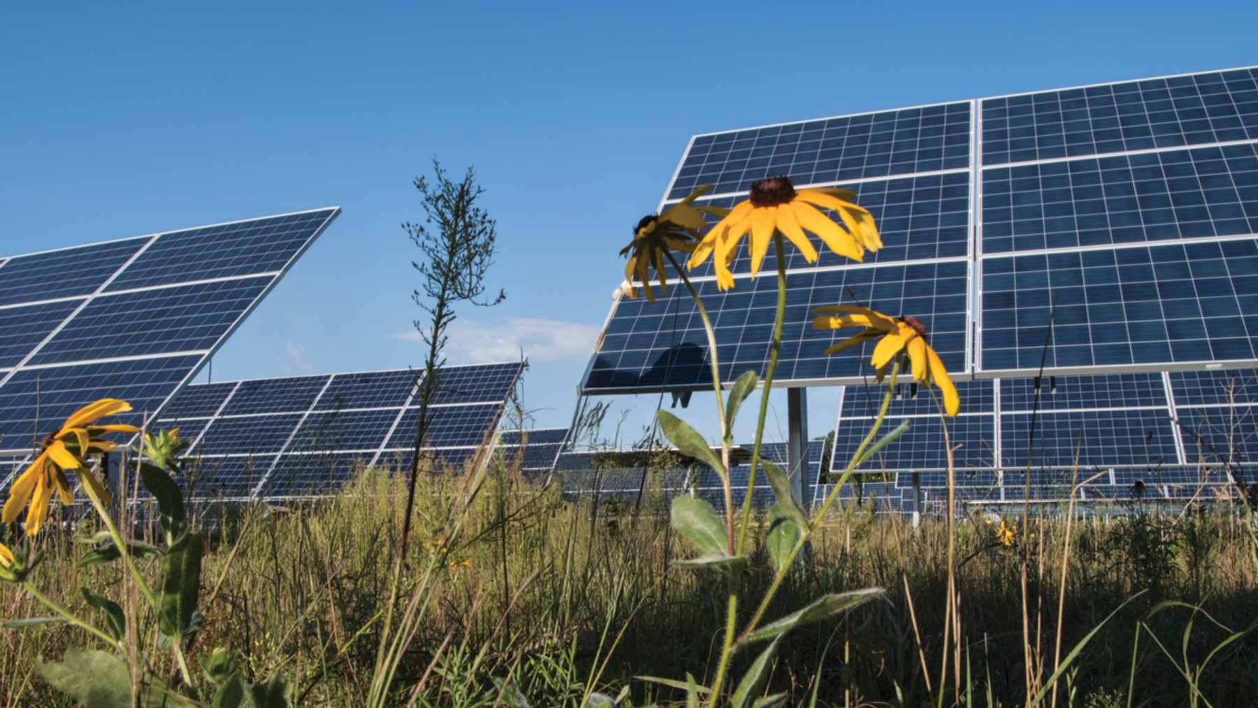 A solar farm planted native flowers under its panels and turned “energy land” into habitat, with monarch butterflies and a surge of plant diversity showing how the ground beneath arrays can become an ecosystem instead of dead space 1 A field of blooming purple prairie clover and black-eyed Susans planted between rows of photovoltaic solar panels at a Minnesota solar facility.