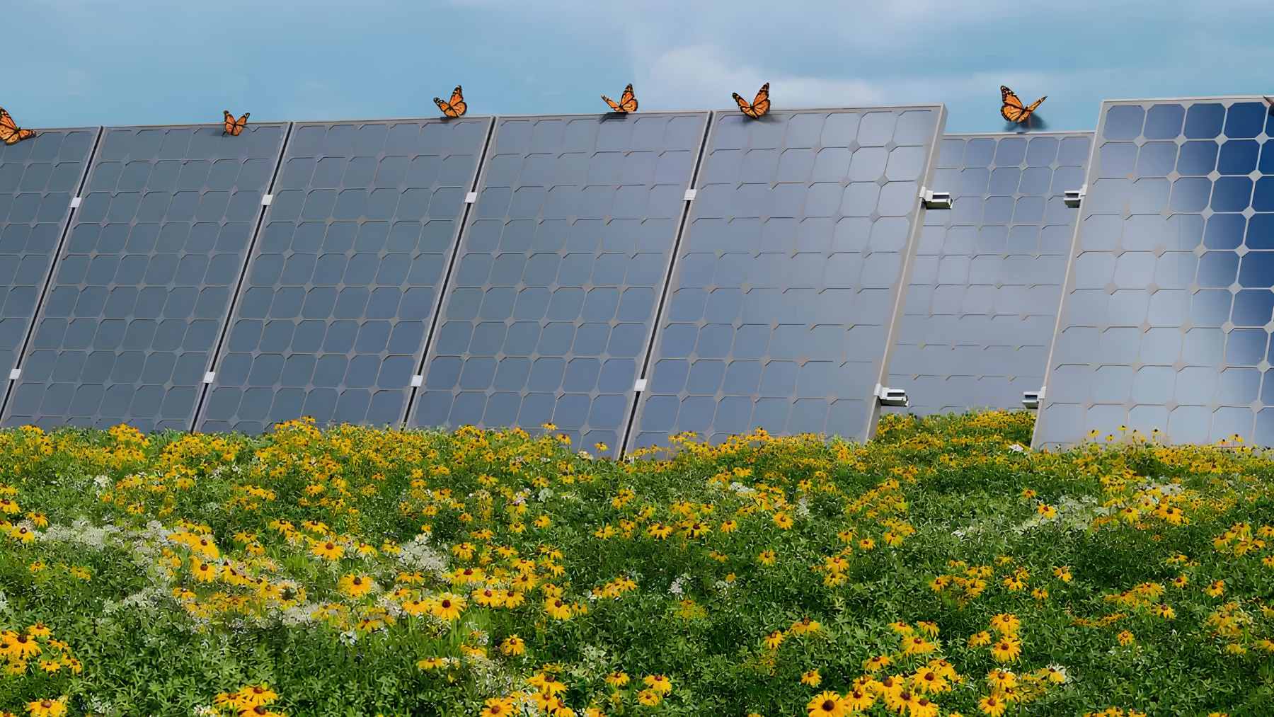 A field of blooming purple prairie clover and black-eyed Susans planted between rows of photovoltaic solar panels at a Minnesota solar facility.