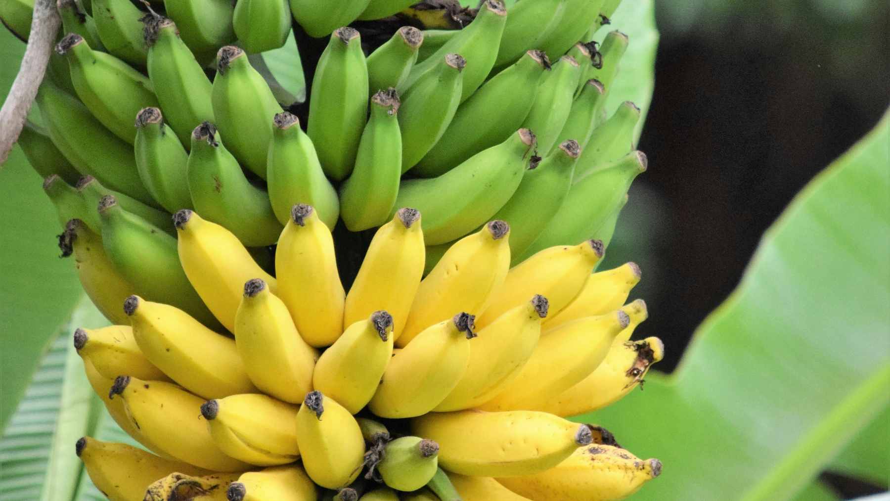 Fresh banana pseudostems and harvest leftovers being processed for fermentation into livestock silage at a research facility.