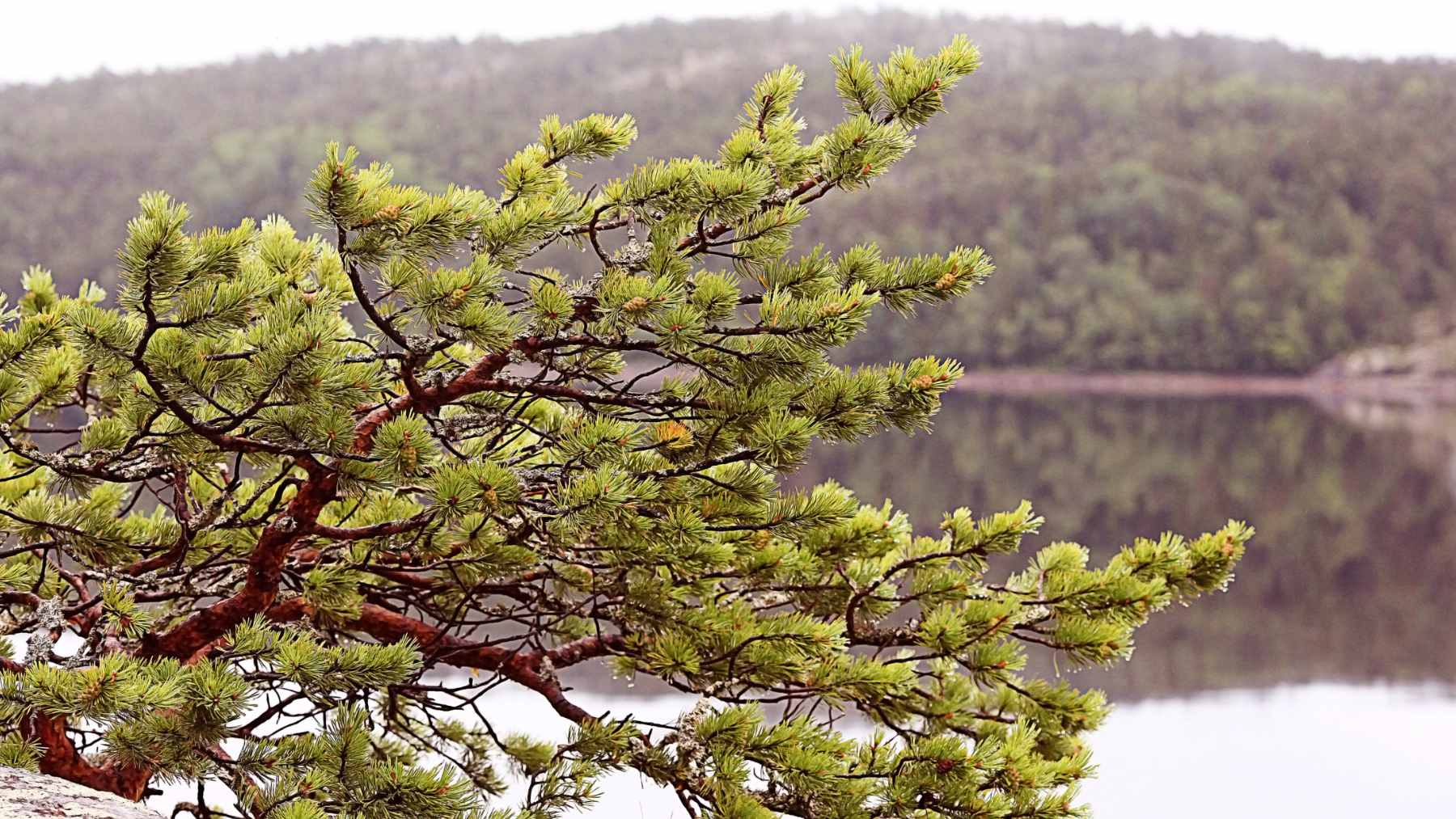 A rare, critically endangered wild water pine tree standing in a protected wetland swamp area of Dak Lak province, Vietnam.
