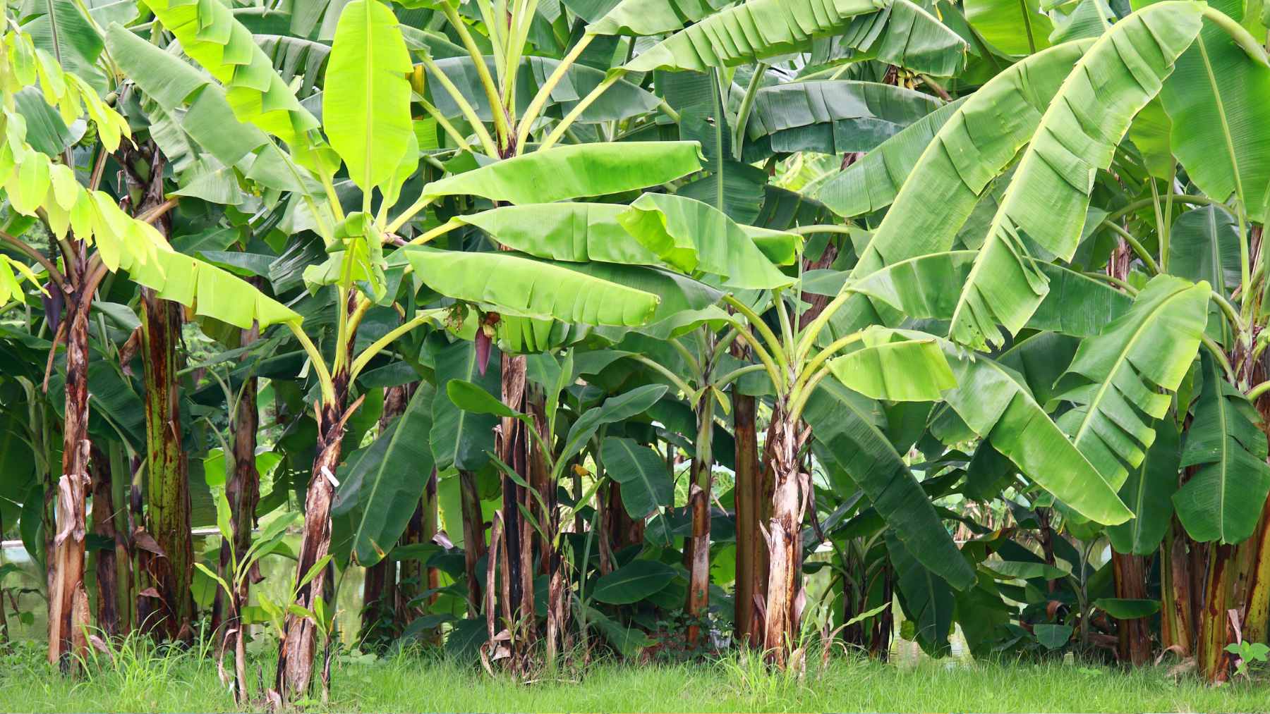 Industrial processing of banana pseudostem fibers, showing the transition from raw plant stalks to high-strength textile material.