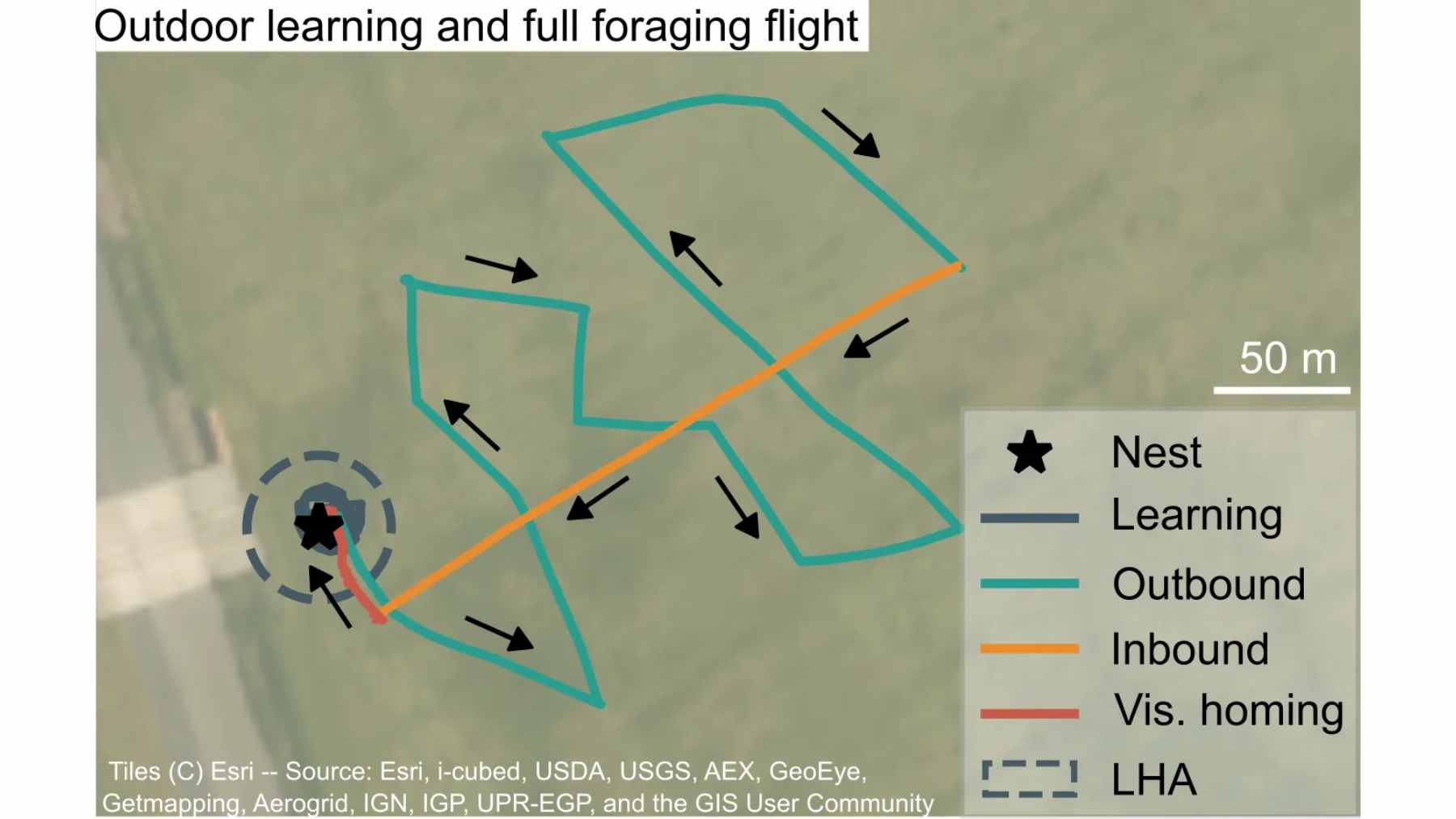 A small, lightweight autonomous drone in flight, utilizing bio-inspired neural memory to navigate an indoor greenhouse environment.