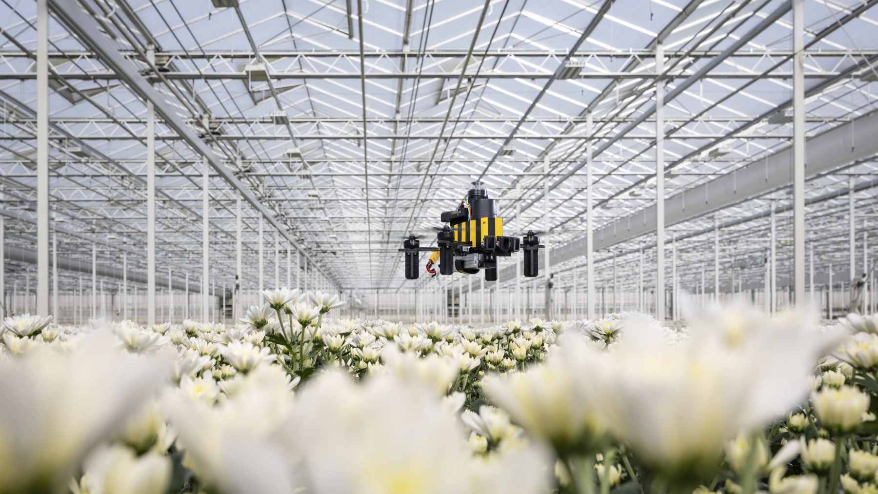 A small, lightweight drone flying through a greenhouse, utilizing the Bee-Nav system to navigate autonomously without GPS.