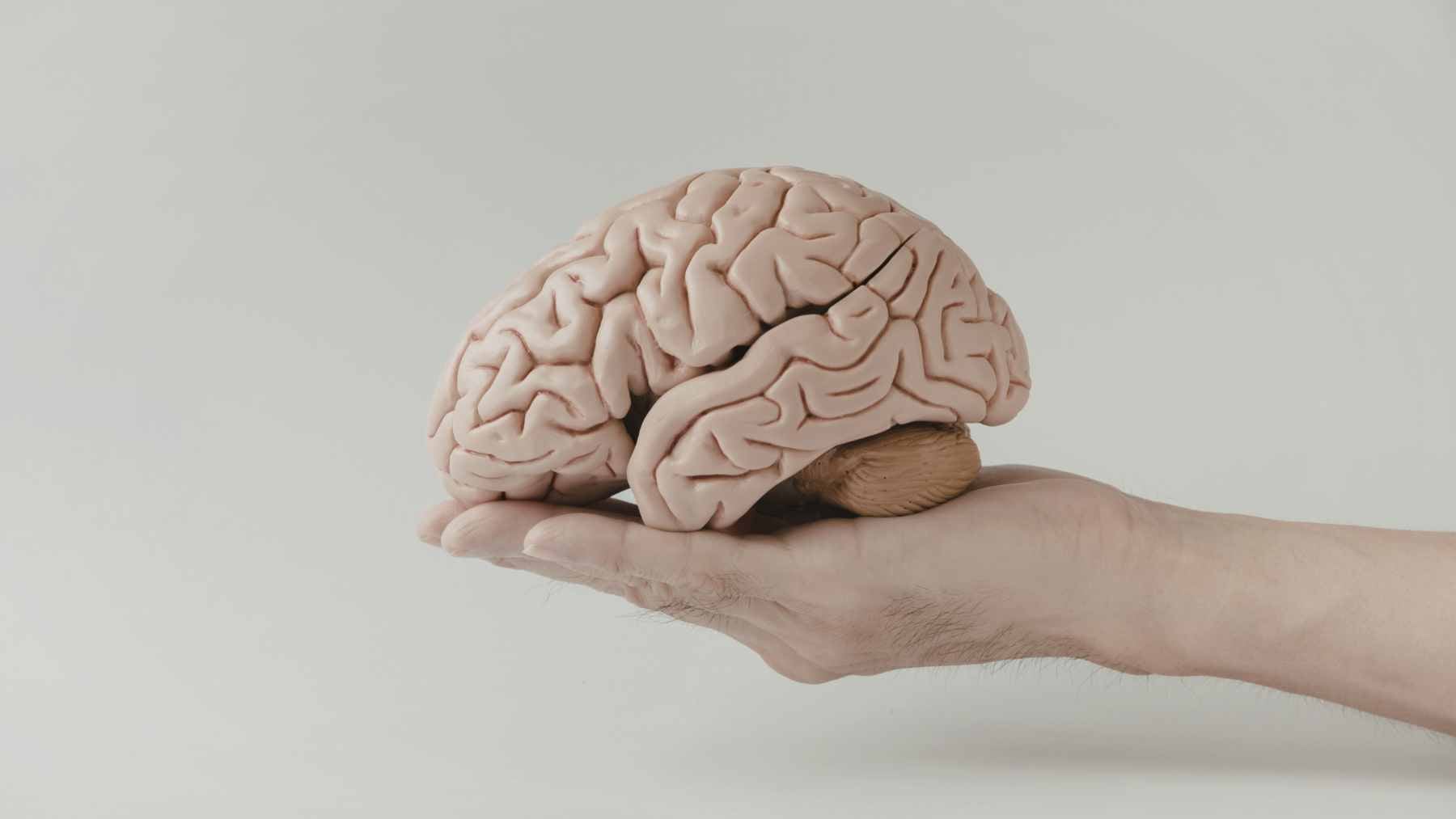 Laboratory equipment and sensors monitoring a postmortem human brain being perfused with an artificial oxygenated solution for drug testing.