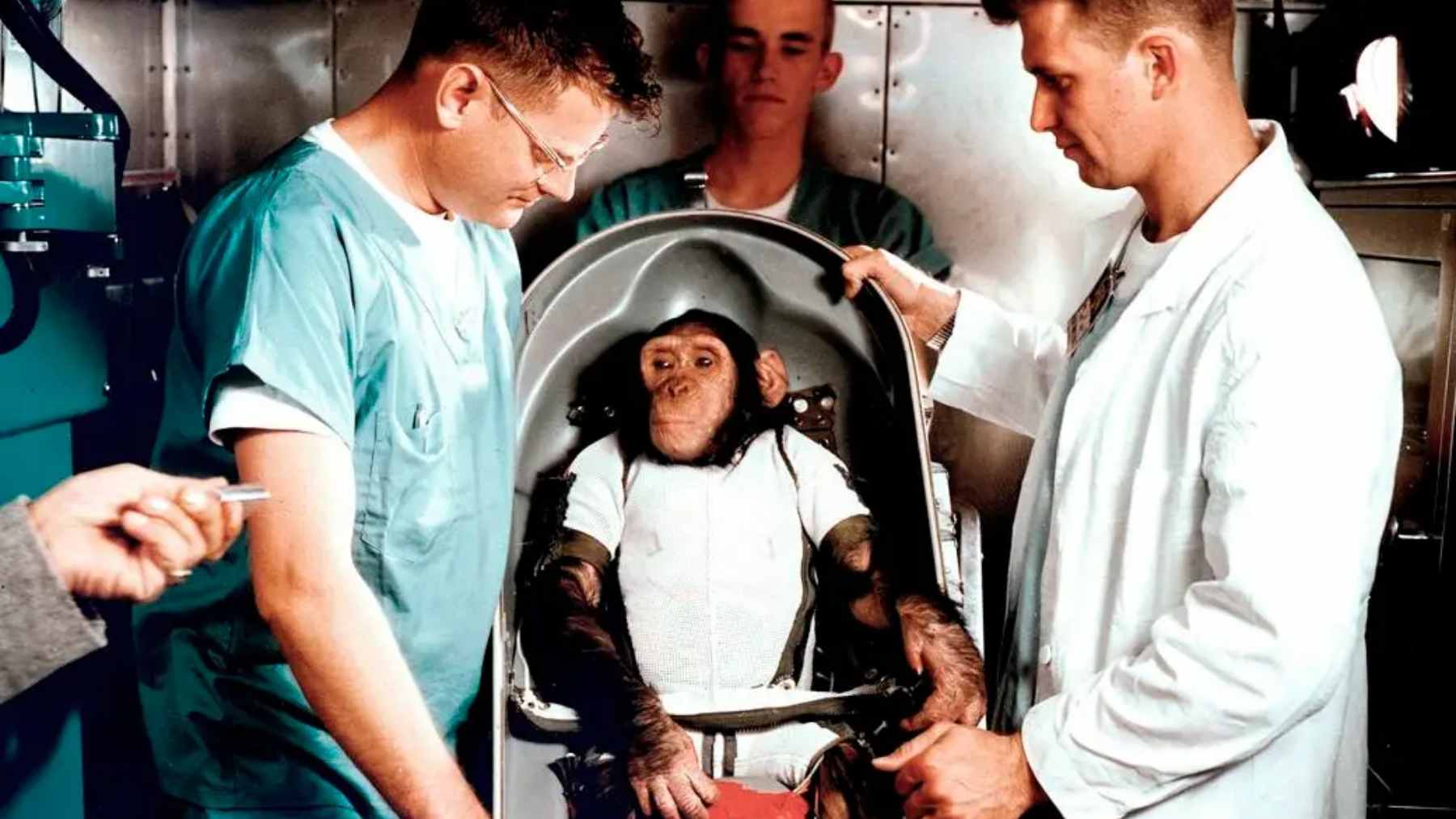 Ham the chimpanzee in his space suit being fitted into the Mercury-Redstone 2 capsule prior to his 1961 flight.