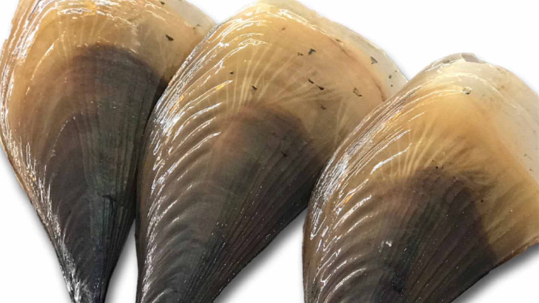 A golden fabric lost for 2,000 years has returned, and the race to recreate it could revive one of industry’s oldest materials 1 Researchers examining golden sea silk fibers recreated from processed pen shell byssus threads.