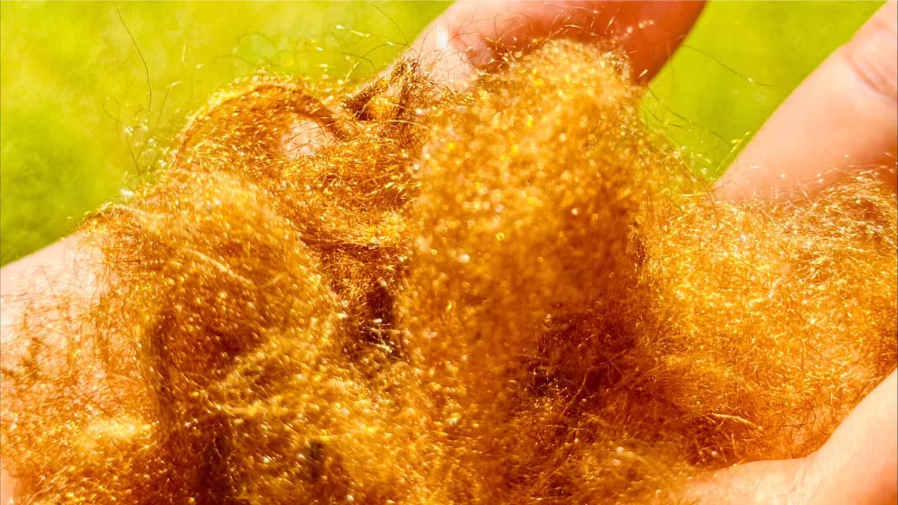 Researchers examining golden sea silk fibers recreated from processed pen shell byssus threads.