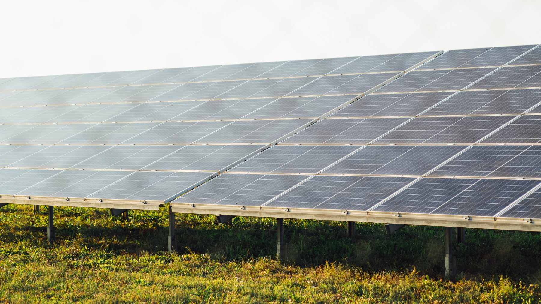 Solar panels were blamed for wiping out fields, but birds and insects are now rewriting the story beneath them 1 A view of a solar farm where diverse wildflowers and grasses grow between panel rows, providing a habitat for local bird species.