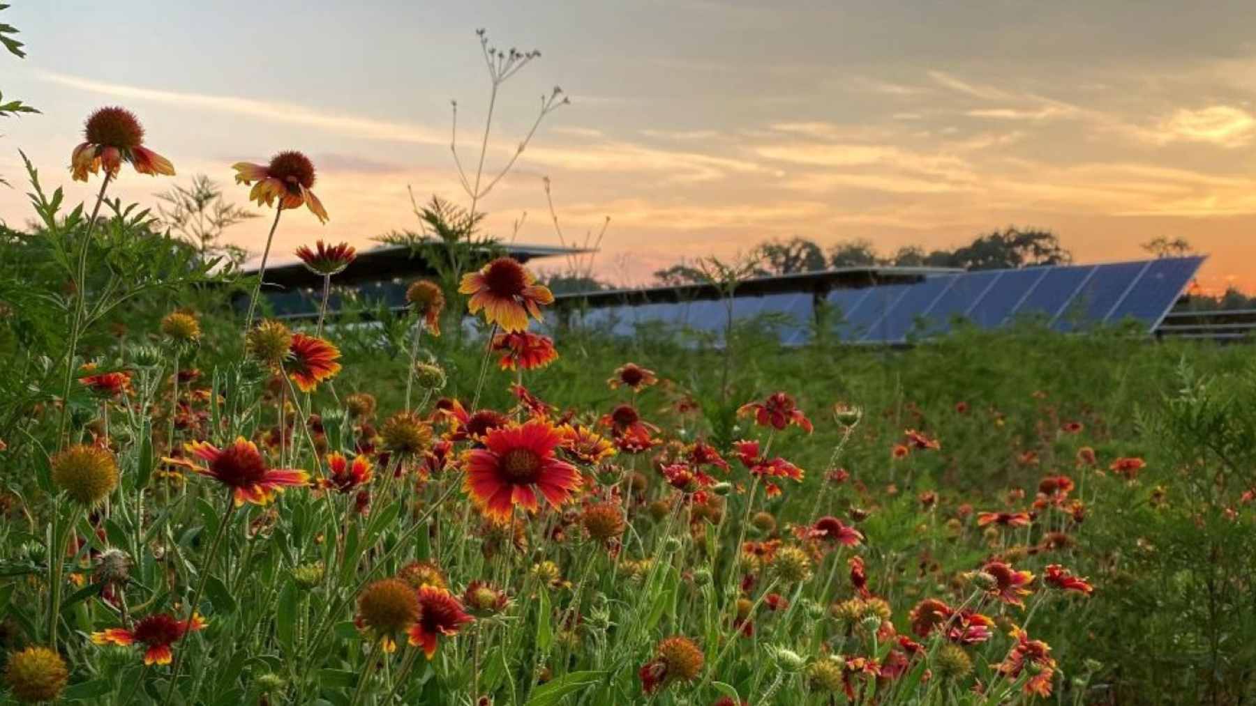 A solar farm was built to make electricity, but the ground beneath the panels quietly began doing something no one planned for 1 Native flowering plants and grasses growing beneath raised solar panels at a pollinator-friendly solar farm in Minnesota.
