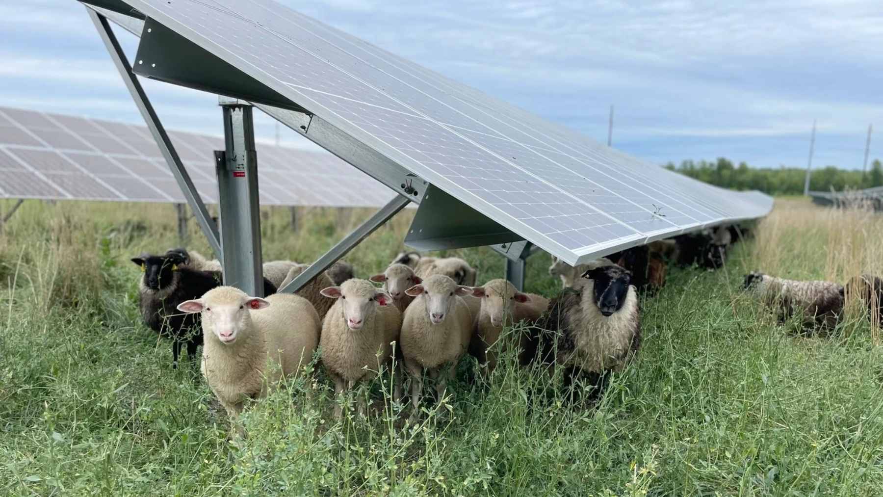 Solar power is getting a new physical test, and the land beneath the panels may matter more than expected 1 A herd of native sheep grazing peacefully under rows of solar panels at the Westmill community-owned solar farm.