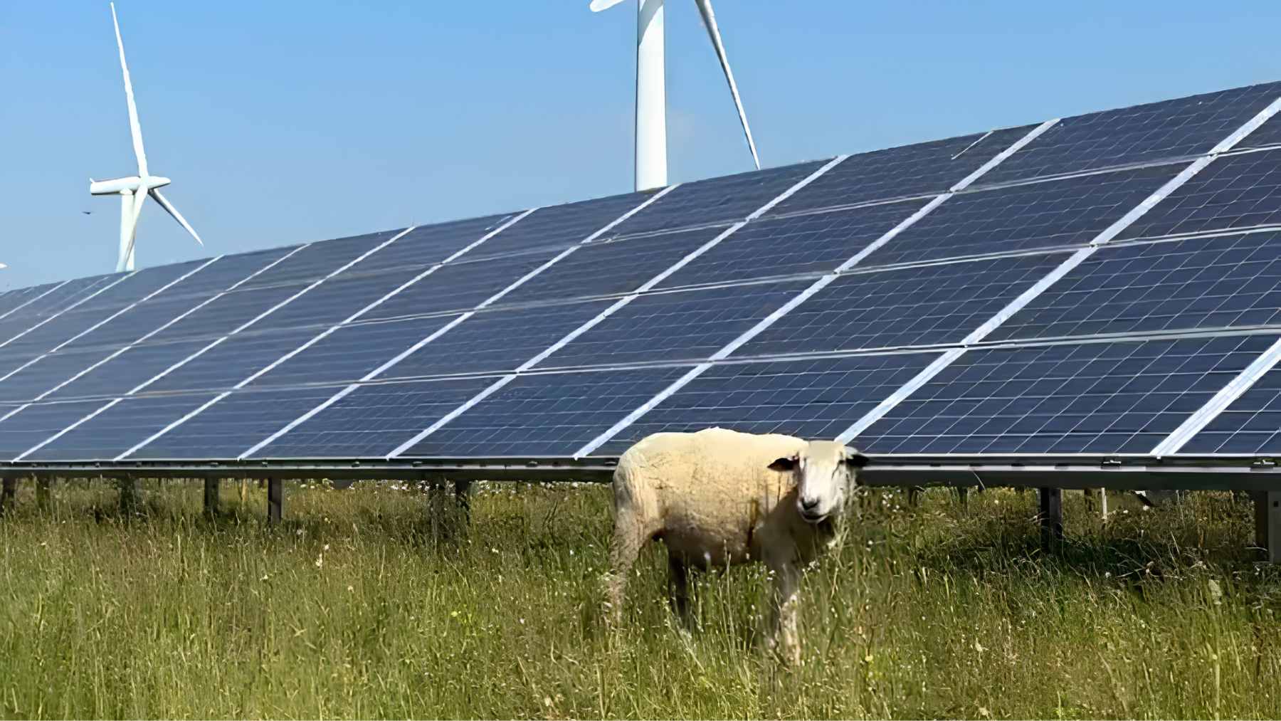 A herd of native sheep grazing peacefully under rows of solar panels at the Westmill community-owned solar farm.