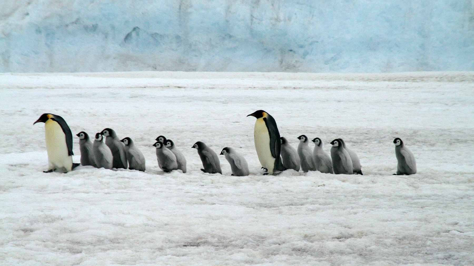 A penguin colony forced an Antarctic wind farm to move 1.2 miles, and today thousands of breeding pairs nest where the turbines once stood 1 A large colony of Adélie penguins nesting on the rocky terrain of Inexpressible Island near the Qinling Station.