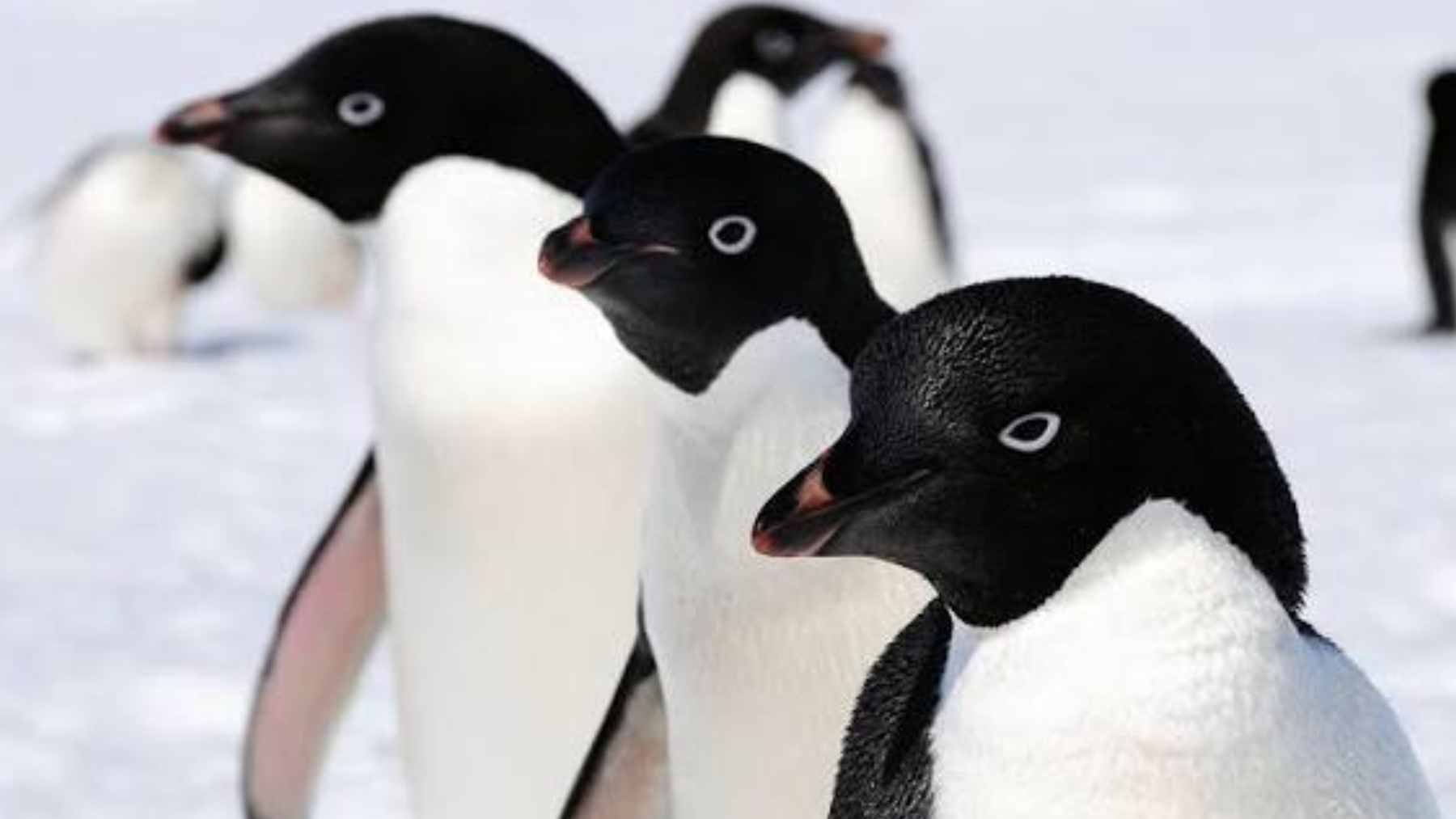 A penguin colony forced an Antarctic wind farm to move 1.2 miles, and today thousands of breeding pairs nest where the turbines once stood 2 A large colony of Adélie penguins nesting on the rocky terrain of Inexpressible Island, Antarctica, near China's Qinling Station.