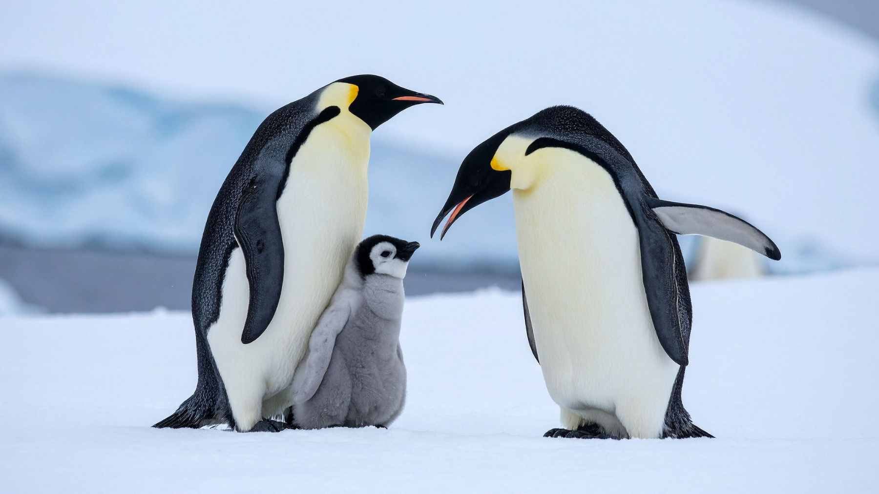 A large colony of Adélie penguins nesting on the rocky terrain of Inexpressible Island near the Qinling Station.