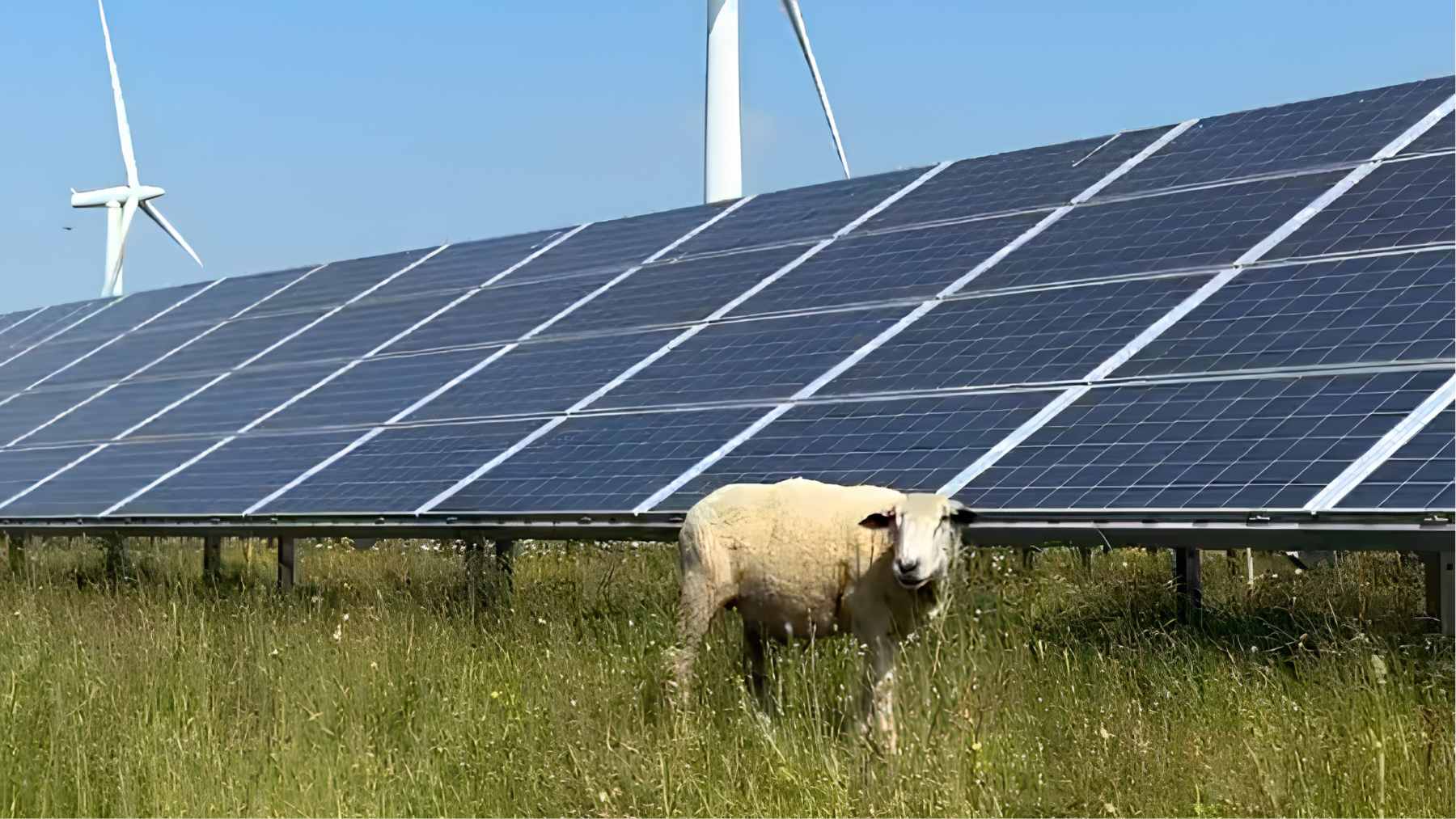 A flock of sheep grazing peacefully beneath utility-scale solar panels in an agrivoltaics farm setting.