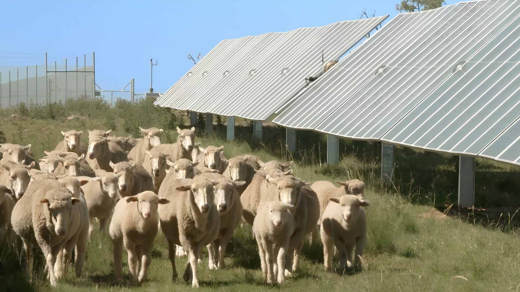 A flock of sheep grazing peacefully beneath utility-scale solar panels in an agrivoltaics farm setting.