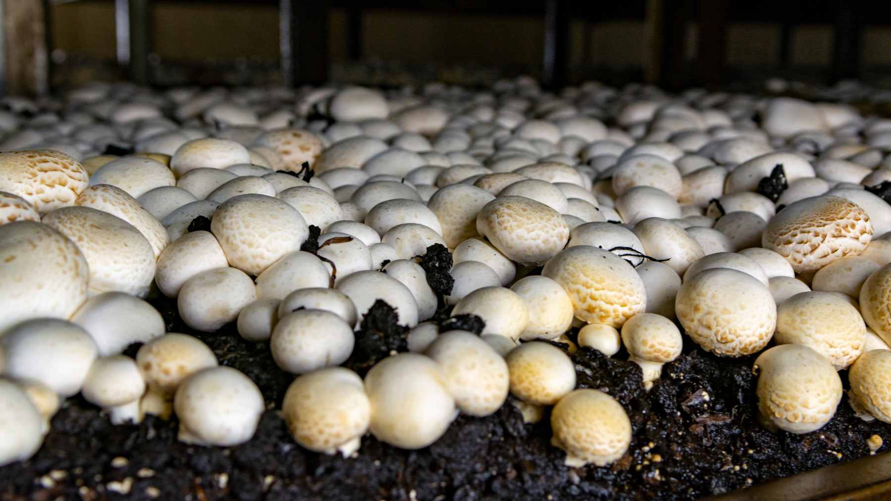 Cultivated button mushrooms growing in stacked indoor climate-controlled beds, highlighting modern agricultural production challenges.