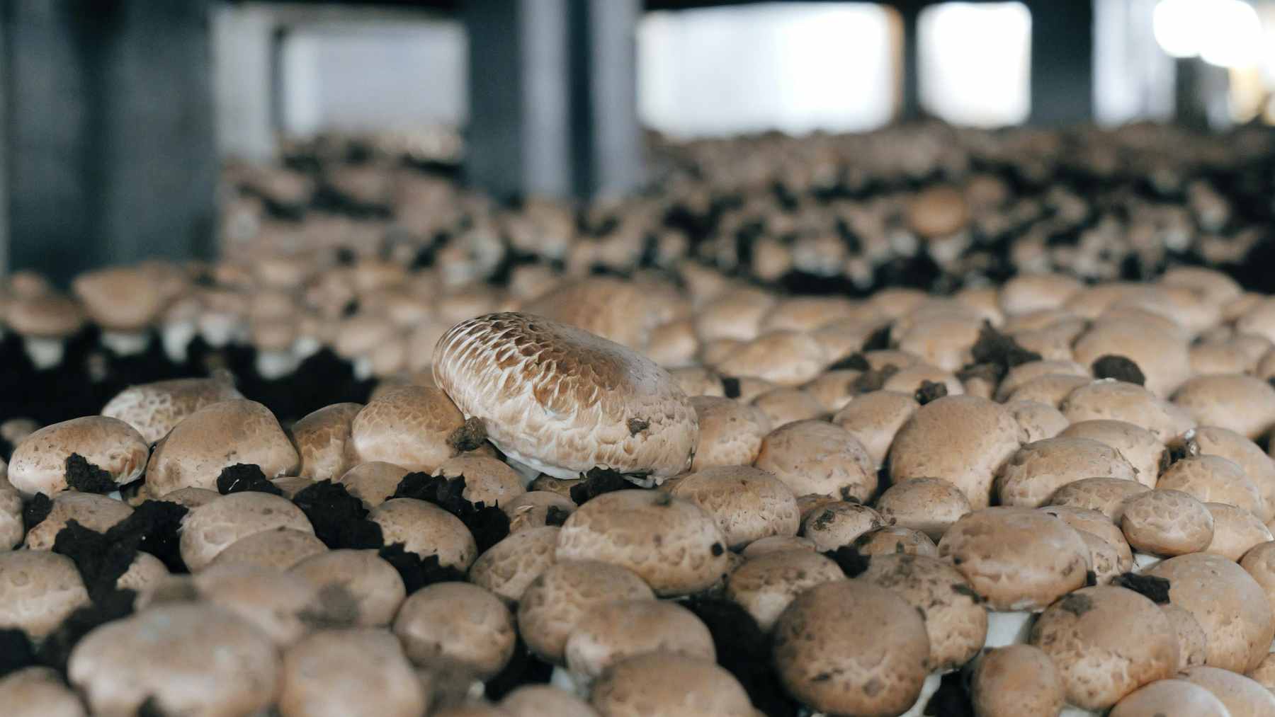 Fresh button mushrooms growing in a controlled indoor facility, representing the French agricultural industry facing labor shortages and turning to automated harvesting solutions.