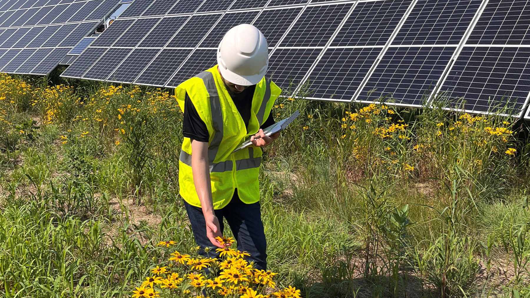 Two Minnesota solar farms swapped the gravel under their panels for wildflowers, and five years later the native bees had multiplied twentyfold 1 Native wildflowers and prairie grasses blooming beneath utility-scale solar panels at a Minnesota research site.