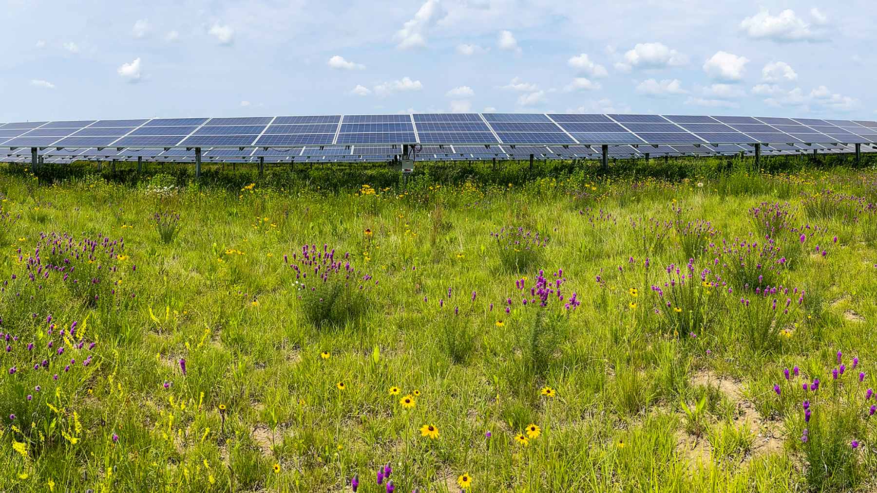 Two Minnesota solar farms swapped the gravel under their panels for wildflowers, and five years later the native bees had multiplied twentyfold 2 A utility-scale solar farm in Minnesota featuring rows of solar panels surrounded by vibrant native wildflowers and prairie grasses, supporting a thriving pollinator habitat.