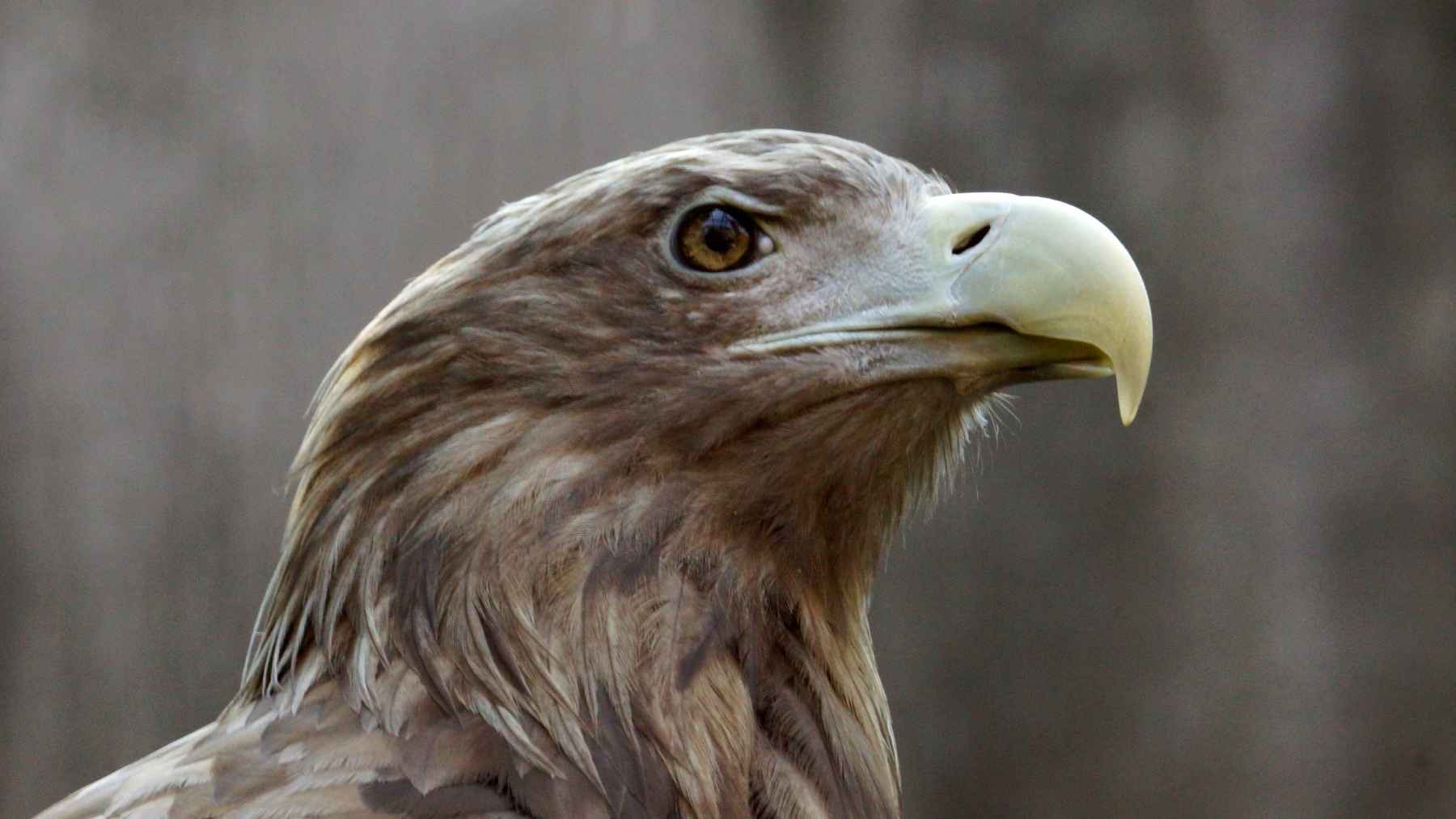 Twenty Dutch wind turbines were forced to stop after a sea eagle turned up dead beneath one 1 A wind turbine operating in a Dutch landscape, representing renewable energy and wildlife conservation challenges.