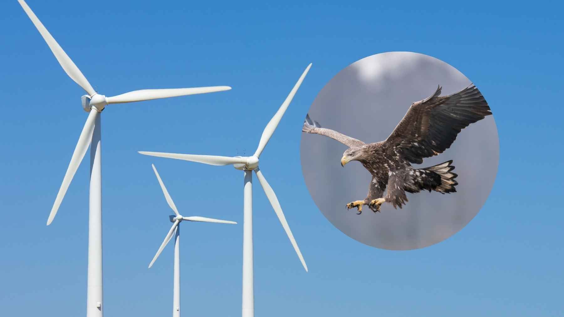 A wind turbine operating in a Dutch landscape, representing renewable energy and wildlife conservation challenges.
