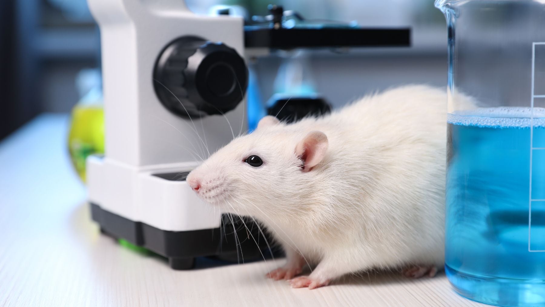 Ratón de laboratorio junto a microscopio en experimento de criopreservación cerebral.