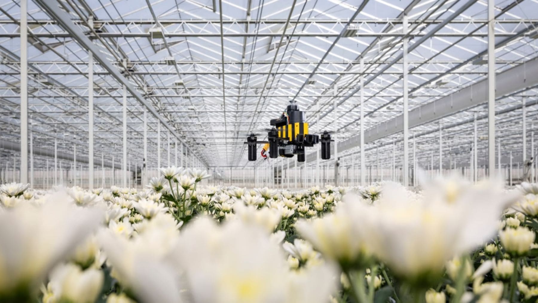 Dron Bee-Nav desarrollado por la Universidad Tecnológica de Delft volando en un invernadero mediante un sistema de navegación inspirado en las abejas.