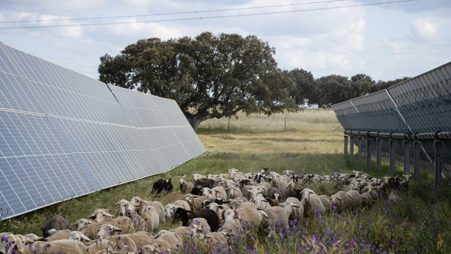 Ovejas pastando entre paneles solares en una planta fotovoltaica con vegetación natural y flores silvestres.